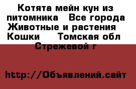 Котята мейн-кун из питомника - Все города Животные и растения » Кошки   . Томская обл.,Стрежевой г.